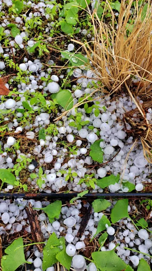 쏟아진 우박 사진