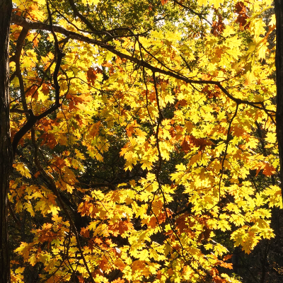 미네오파 주립공원