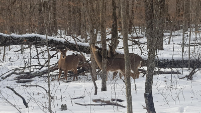 와일드 리버 주립공원