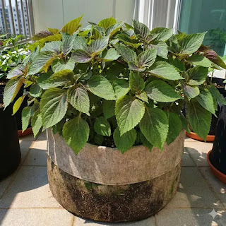 패브릭 화분에 가득한 깻잎