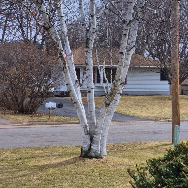 미국 집 하수 역류 원인 자작나무 뿌리