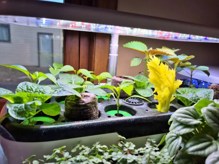 실내 식물재배기에서 자라는 야채들